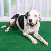 2016Mar13_4439 foster