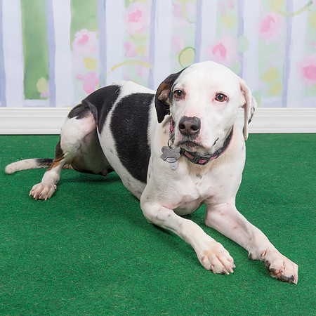 2016Mar13_4439 foster