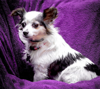 Foster Anouk-8756