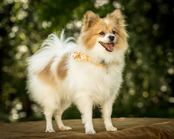 Foster Sydney-7574