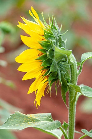 sunflowers-8718
