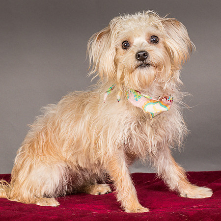 Foster Henrietta-8426