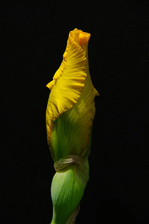 IMGP5455