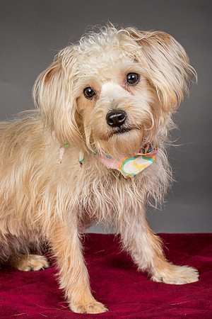 Foster Henrietta-8433