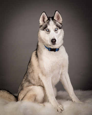 Foster Aspen-7649