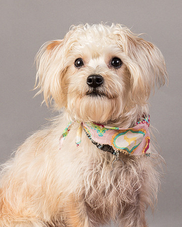 Foster Henrietta-8394