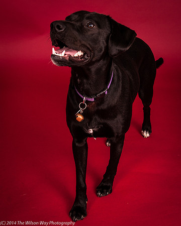 Charley-6219