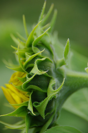 sunflowers-9234