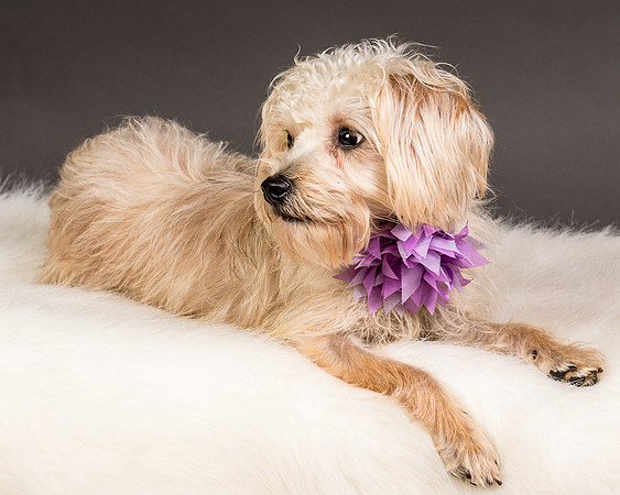 Foster Henrietta-8491