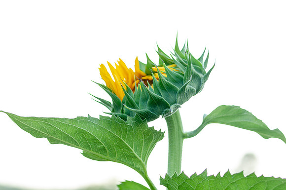 sunflowers-2009