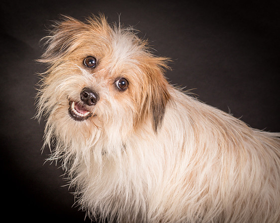Foster Tiny-1473
