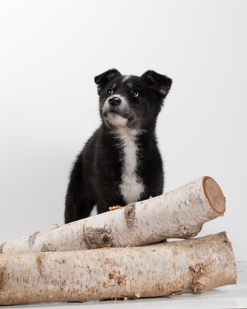 GCSPCA BB-6309