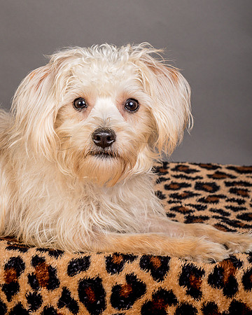 Foster Henrietta-8571
