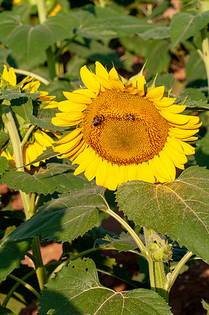 sunflowers-1894