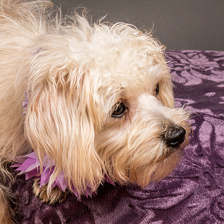 Foster Henrietta-8532