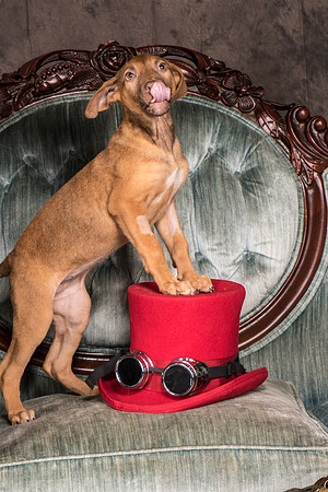 Foster Bronwyn-8278
