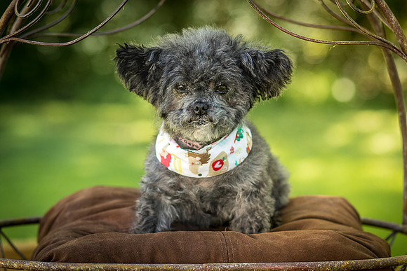 Foster Vivienne-7261