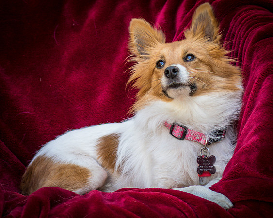 Foster Brandi-3346