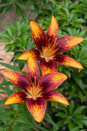 lillies