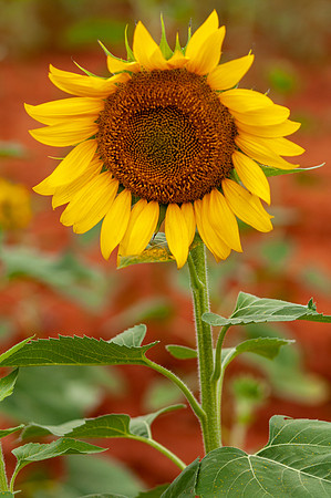 sunflowers-8369