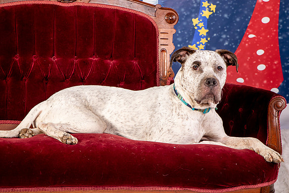 Foster Sylvester-0963