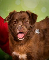 Foster-2213