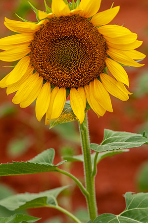 sunflowers-8368