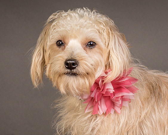 Foster Henrietta-8676