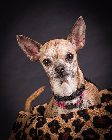 Foster Selina-1161