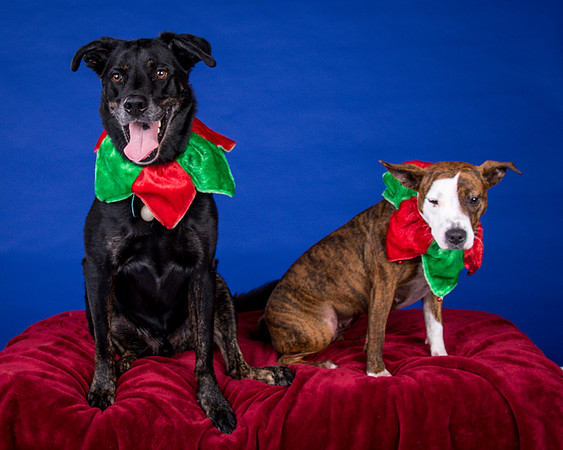 MacDonnell-Camden and Chloe-7160