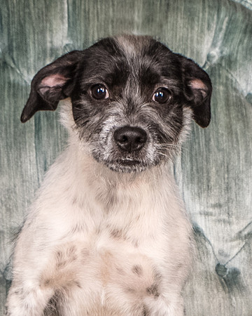 Foster Billie-8173