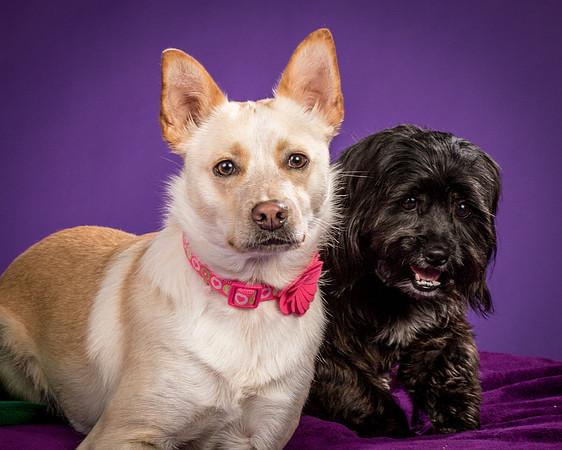 Henry and Maggie-1234