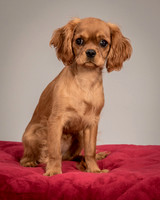 Charlie -4267