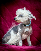 Foster Freckles-5379