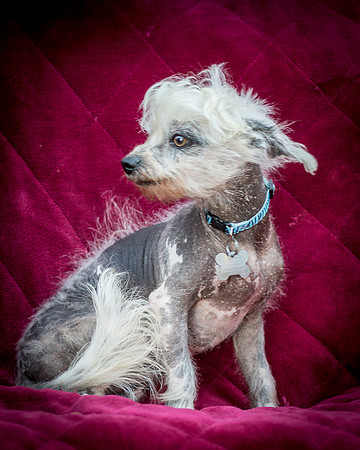 Foster Freckles-5379