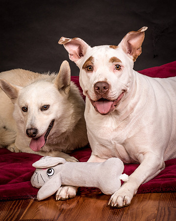 Foster Apache-0580