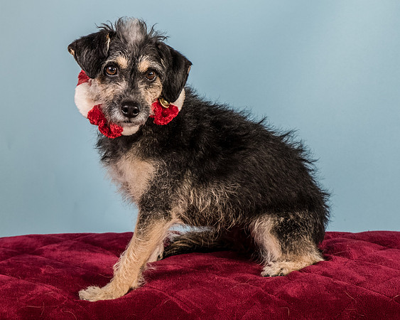 Foster Triscuit-5523