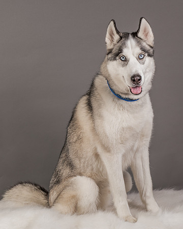 Foster Aspen-7587