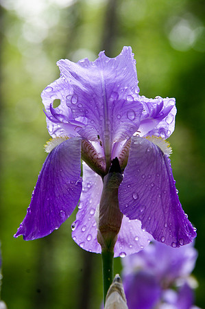 IMGP5532