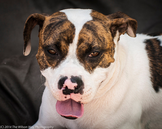Foster Mikell-2511