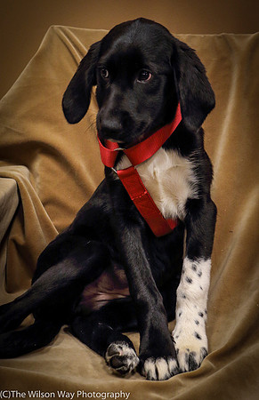 Foster Carolina-0803