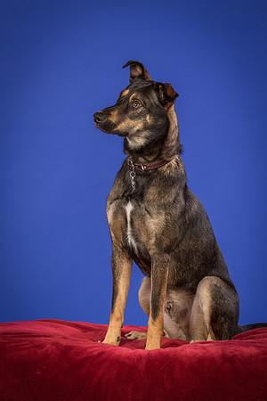 Golden-Tuco-0573