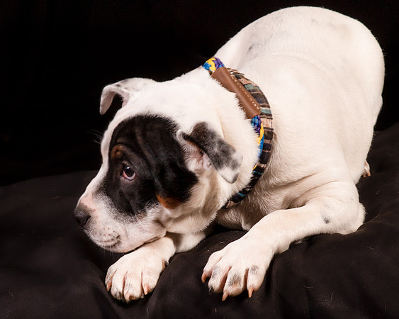 Foster Teddy-1229