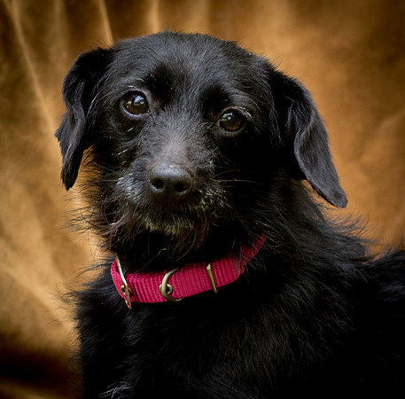 Foster Noche-0784