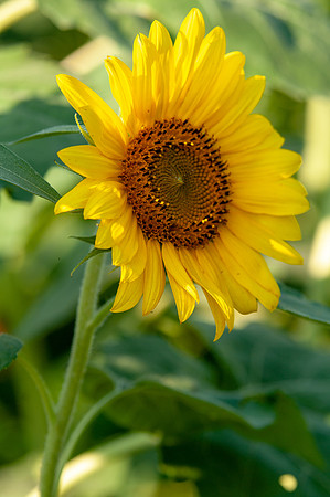 sunflowers-1789