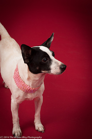 Sweet Pea-5920