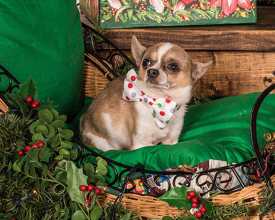 Foster Skippy-2159