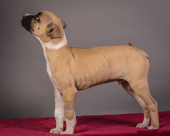 Foster Barnabas-4542
