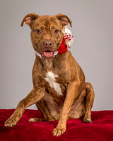 Foster Pumpkin-4675