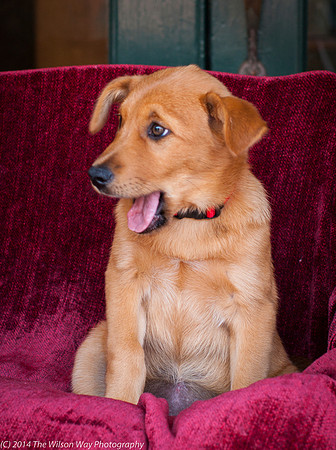 Foster Luna-9134